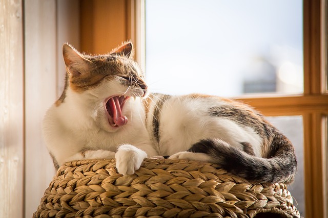 冬＞猫ちゃんのための寒さ対策とおすすめ商品をご紹介します